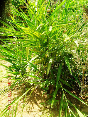 Thiruneetru Pachilai