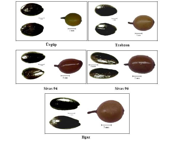 type of seed