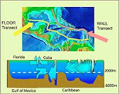 Gulf of Mexico : Deep Currents