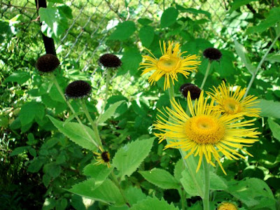 Inula Magnifica