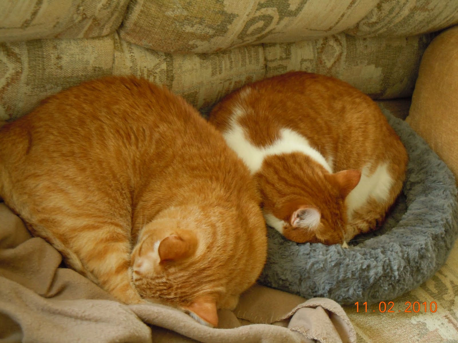 Momma Grace & Company Doughnut cats!