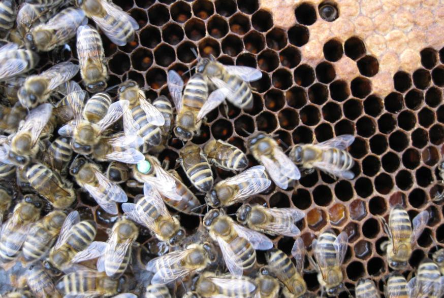 [safkarniolno65.JPG]