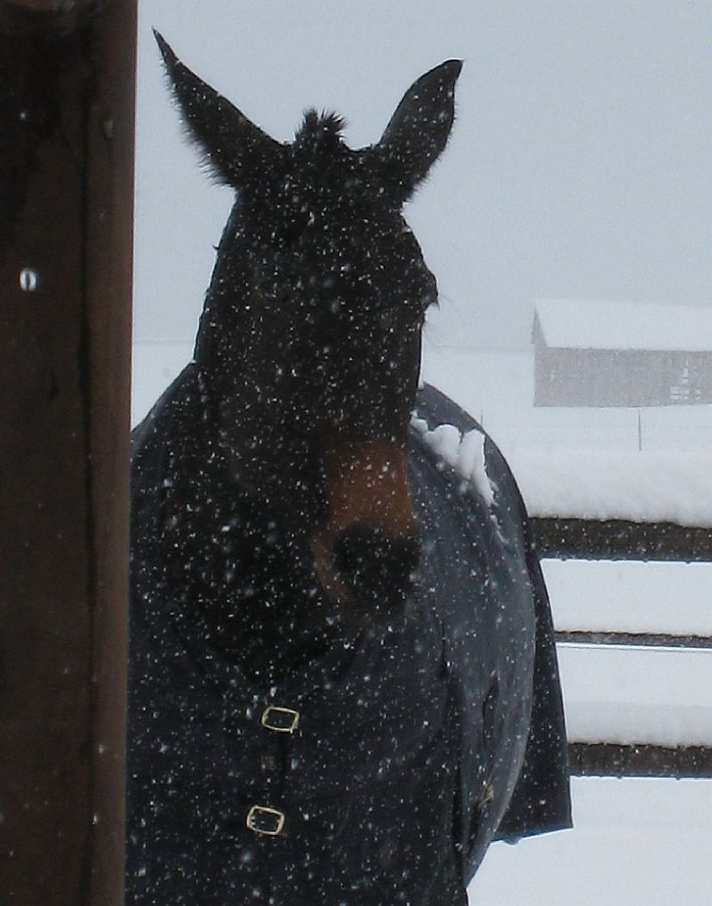 [Mule on a Snowy Day!.jpg]