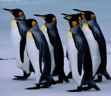 [pinguinos[2].jpg]