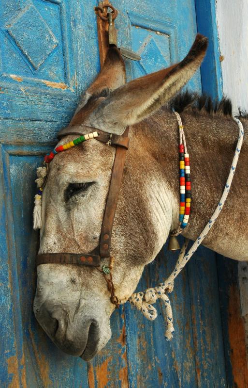 [49284194_donkey.jpg]