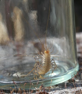 Space Insect in Jar