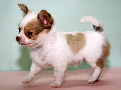 long haired chihuahua puppies. A Chihuahua puppy born