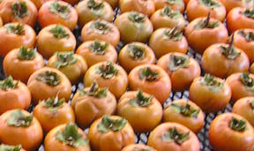 a portion of the 2005 Fuyu harvest