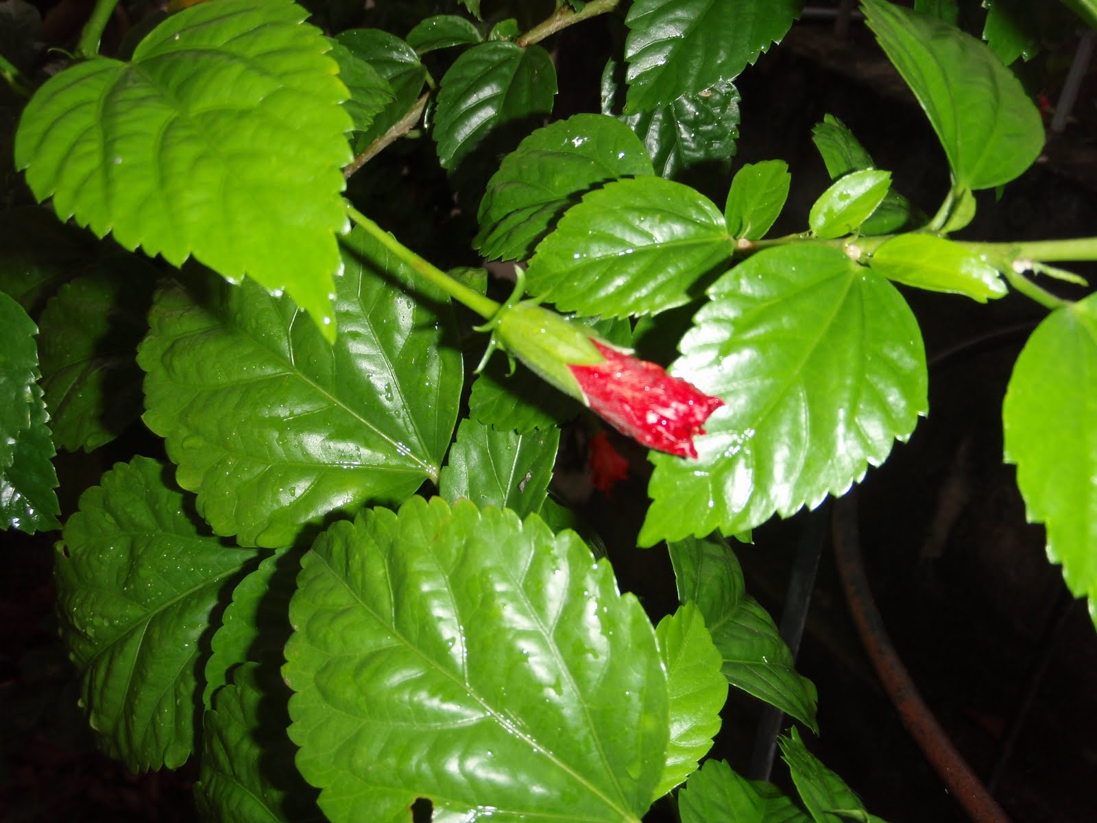 Xing Fu WHAT TO DO WITH THE BUDS OF HIBISCUS