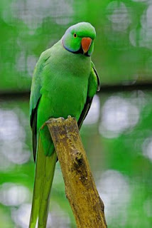 GreenParrot.jpg