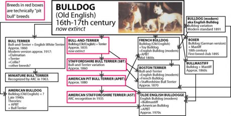 Dog Breed History Chart
