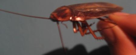 [cockroach.jpg]