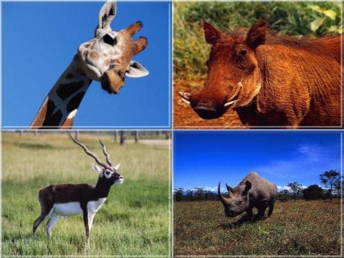 wild animals wallpapers. 60 Wild Animals Wall Papers