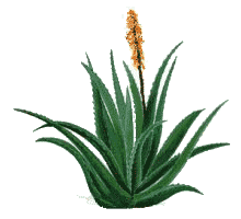 Planta De Sabila