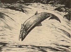 FISH BY SHALDACH