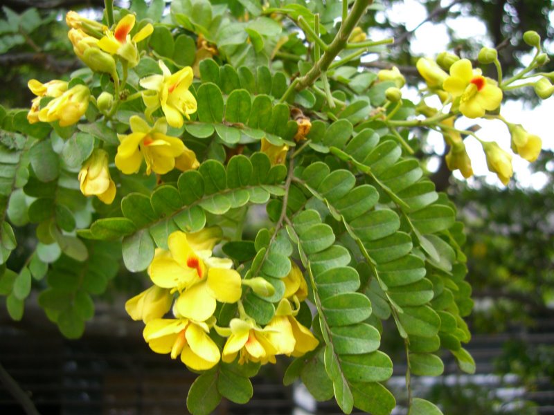 [PauBrasilFlorido_(7).JPG]