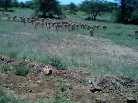serengeti nation park