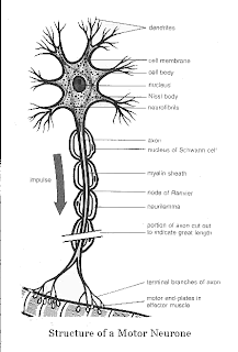 PAPA BIOLOGY: Nervous System