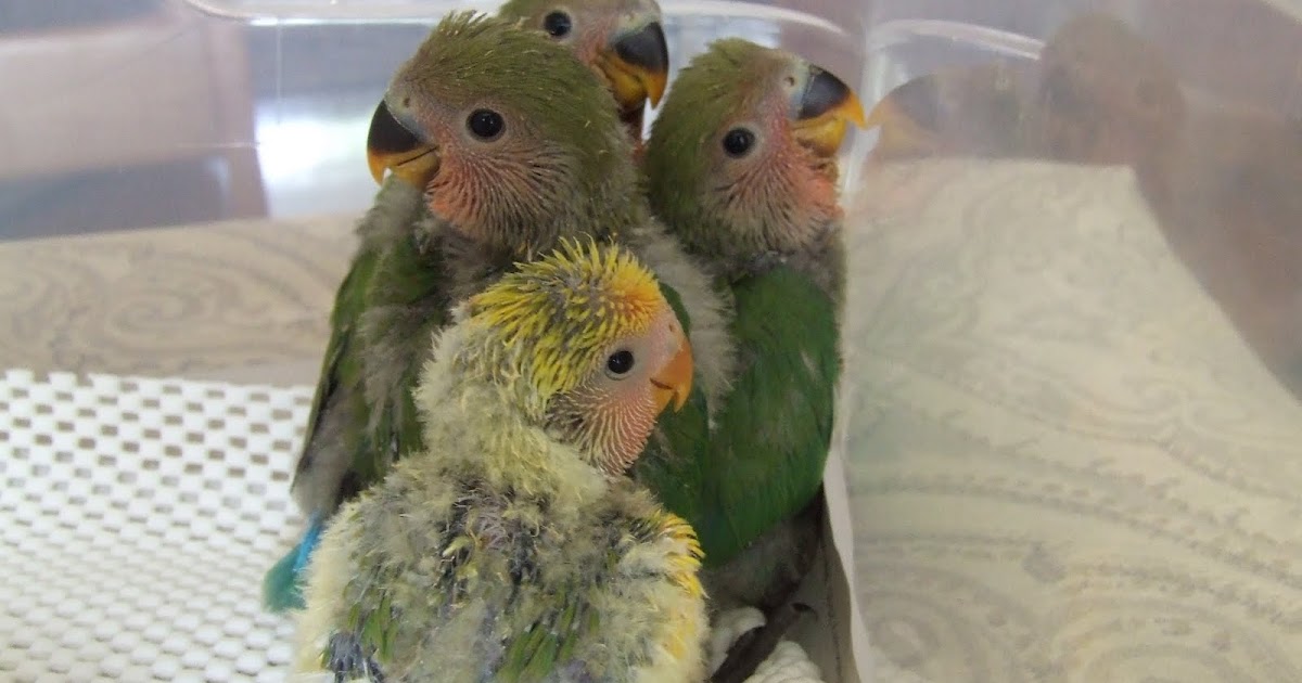 Heartsong Aviary Baby Lovebird pics