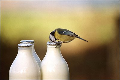 [blue_tit_sargent.jpg]