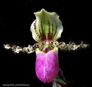 Paphiopedilum chamberlainianum Flower
