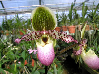 Paphiopedilum liemianum3 Flower