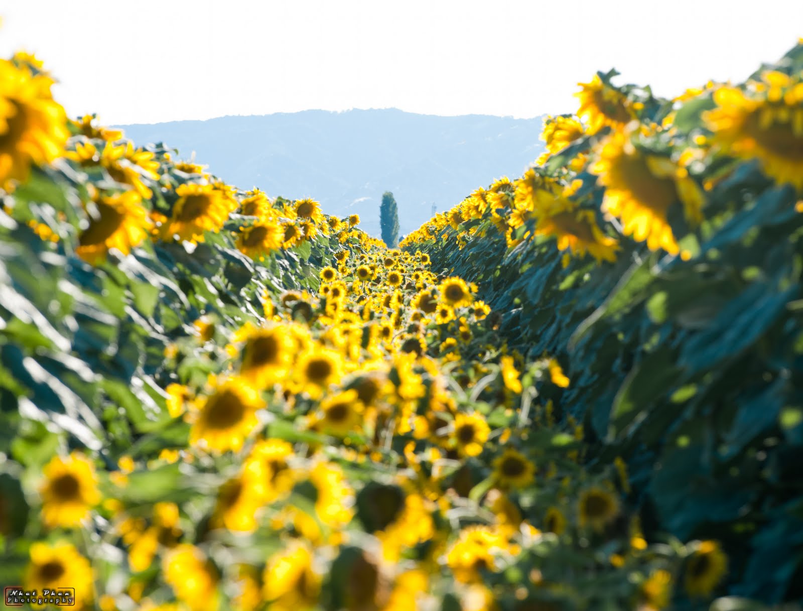 Photography and more Sunflower field Dixon, CA