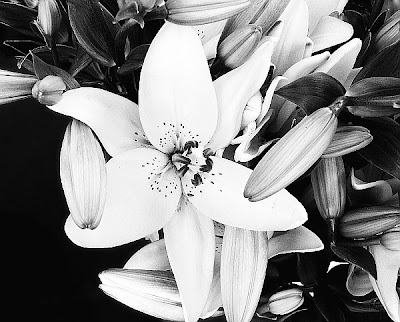 black and white flowers with color. lack and white flowers