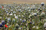 Opium Poppy Field