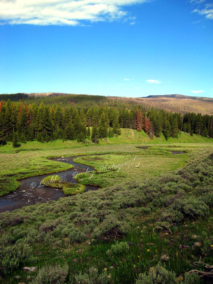 High Altitude Fly Fishing Yellowstone and Blacksmith Fork Canyon