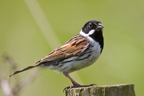 Reed Bunting Female
