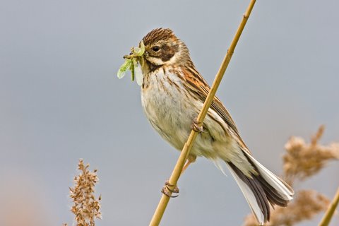 Reed Bunting Female