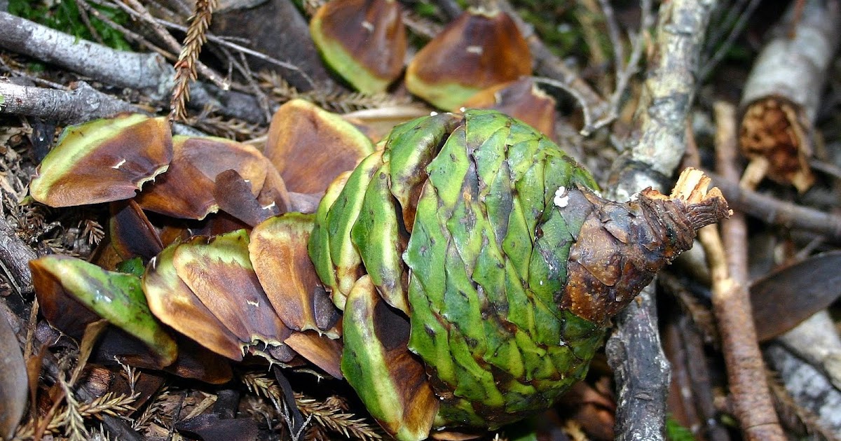 Bushmansfriend Kauri Agathis australis female cone