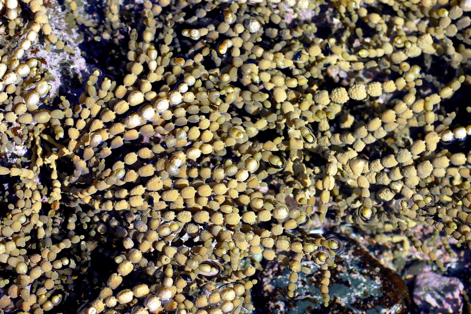 Botany word of the day Moniliform Constricted at short intervals