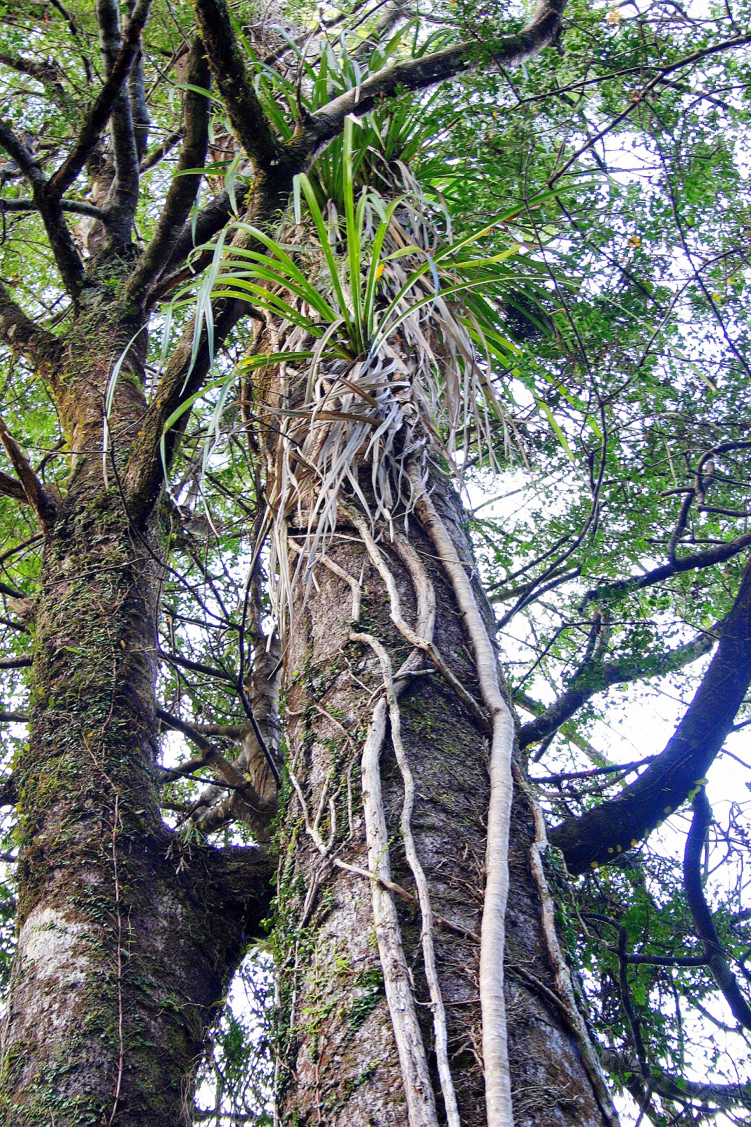 Botany word of the day Liana A woody climbing plant that grows from