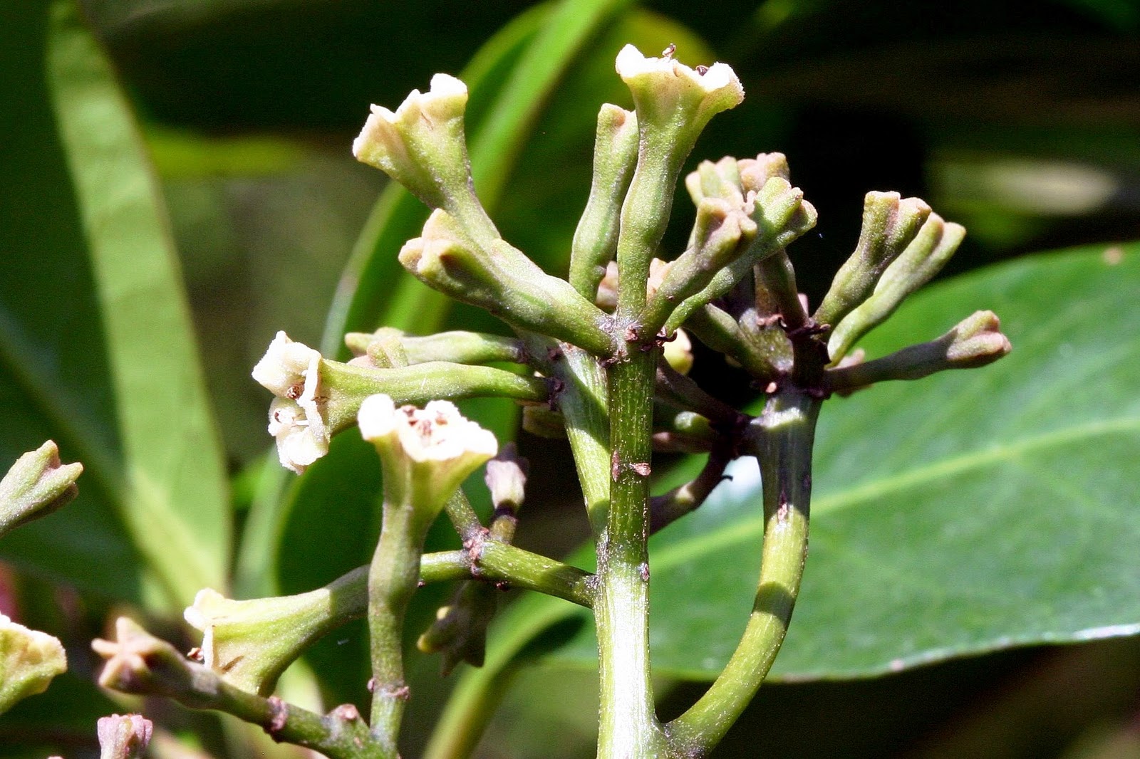 corolla flower