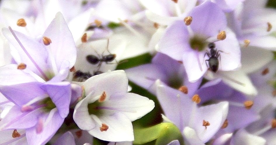 Botany word of the day Myrmecophily Pollination by ants