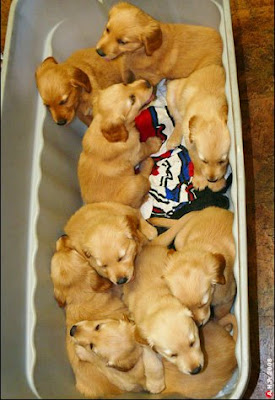 Puppy Shots: Vaccination