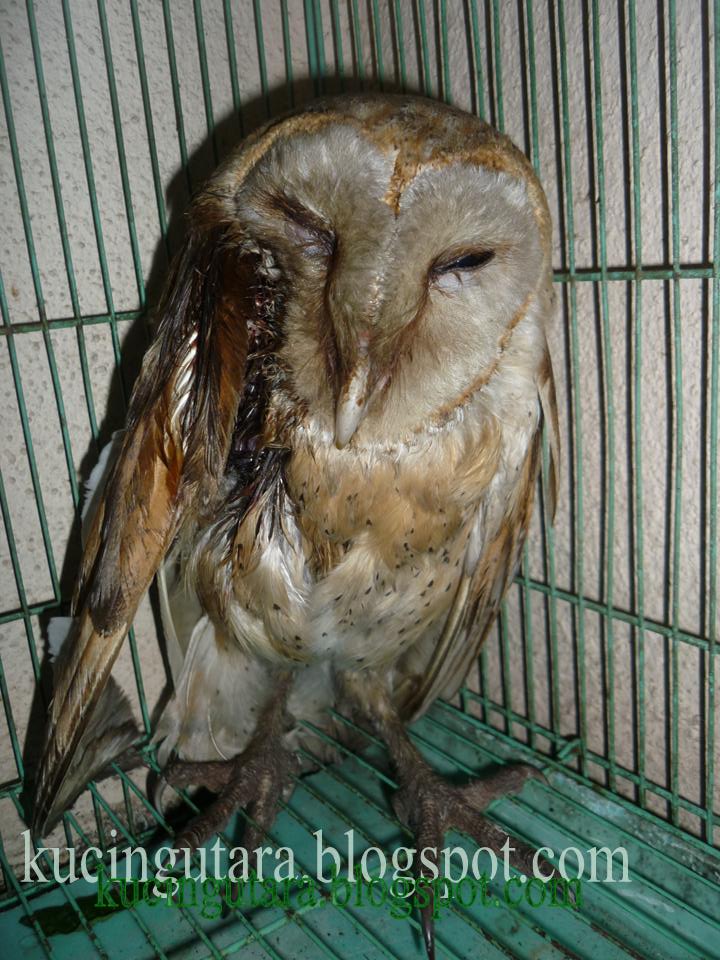 Burung Hantu Salji