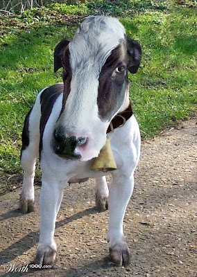 Dog Cow