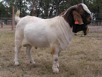 TYPE OF GOATS-BOER