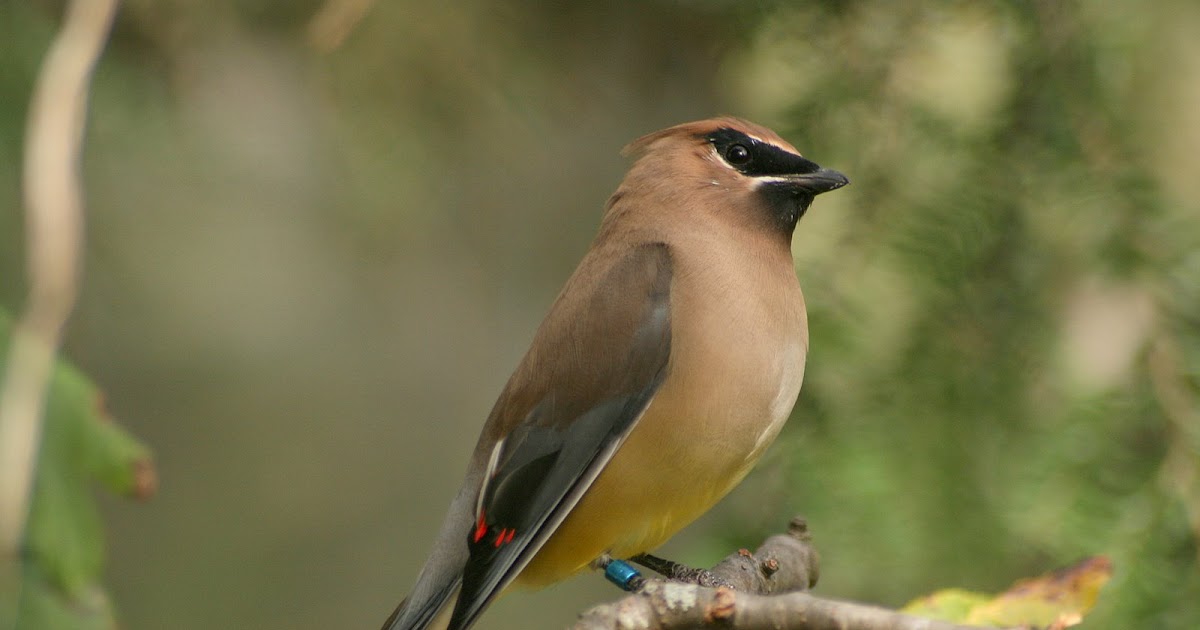 The Ohio Nature Blog Photographing Birds at the Columbus Zoo