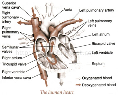 simple heart diagram blood flow. mar Real+heart+diagram
