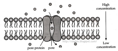 Describe How Transport Proteins Facilitate Diffusion