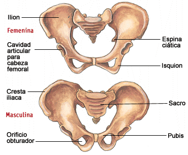 Pelvis Osea