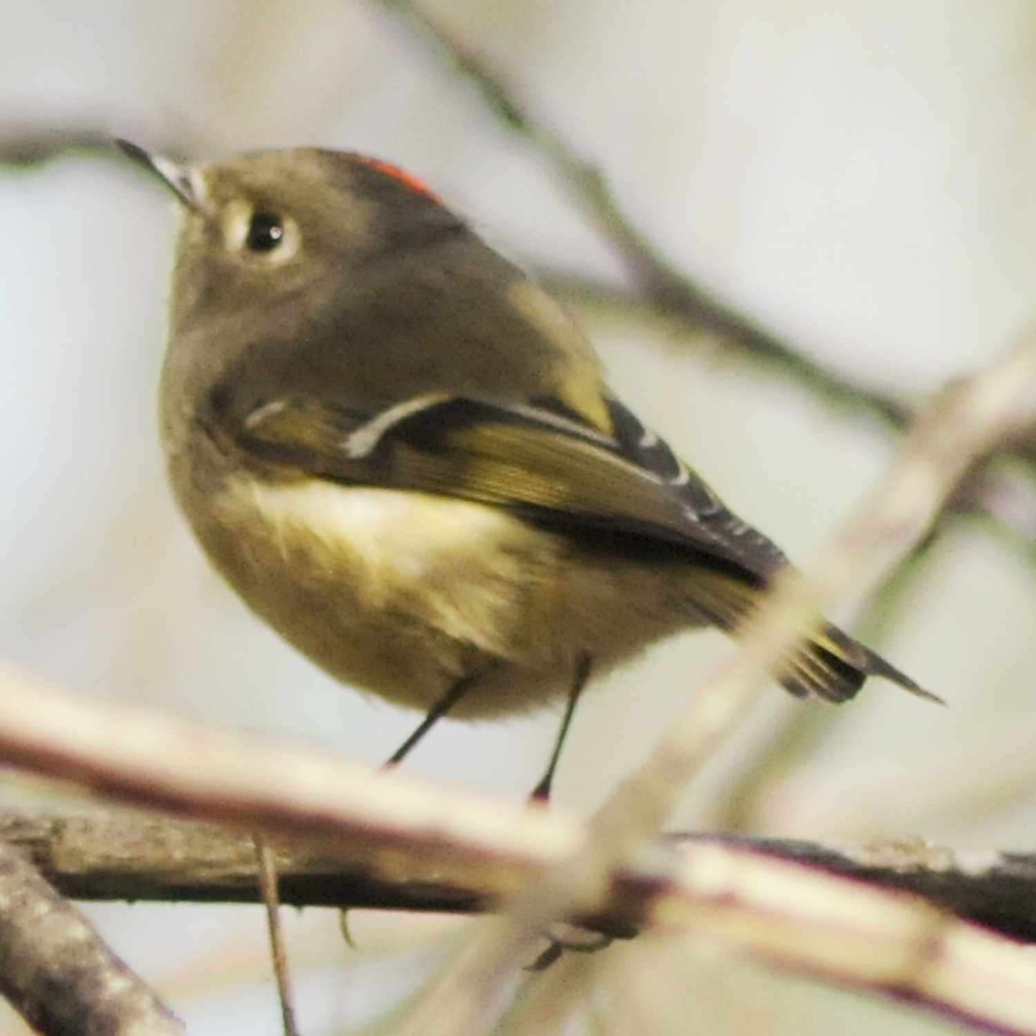 Kinglet Bird