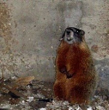 a marmot under our house