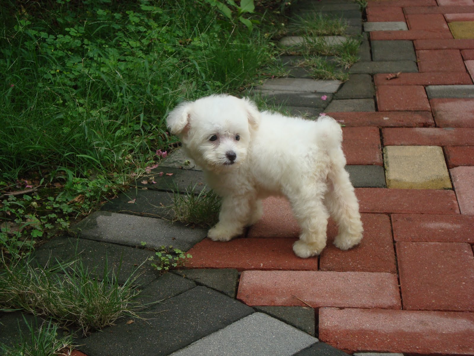 Baby White Poodles