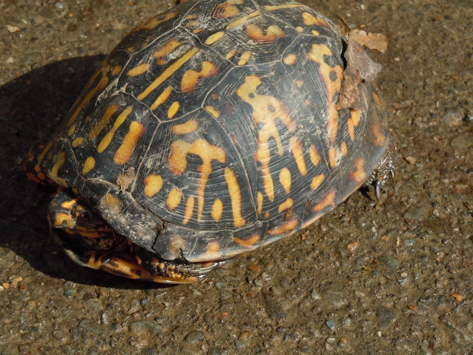 Tortoise Shell Problems