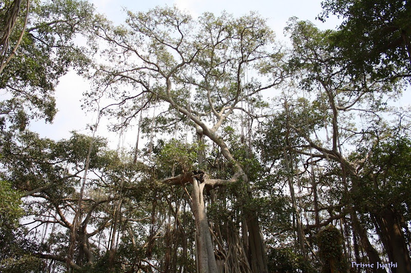 Big Banyan Tree Big Banyan Tree
